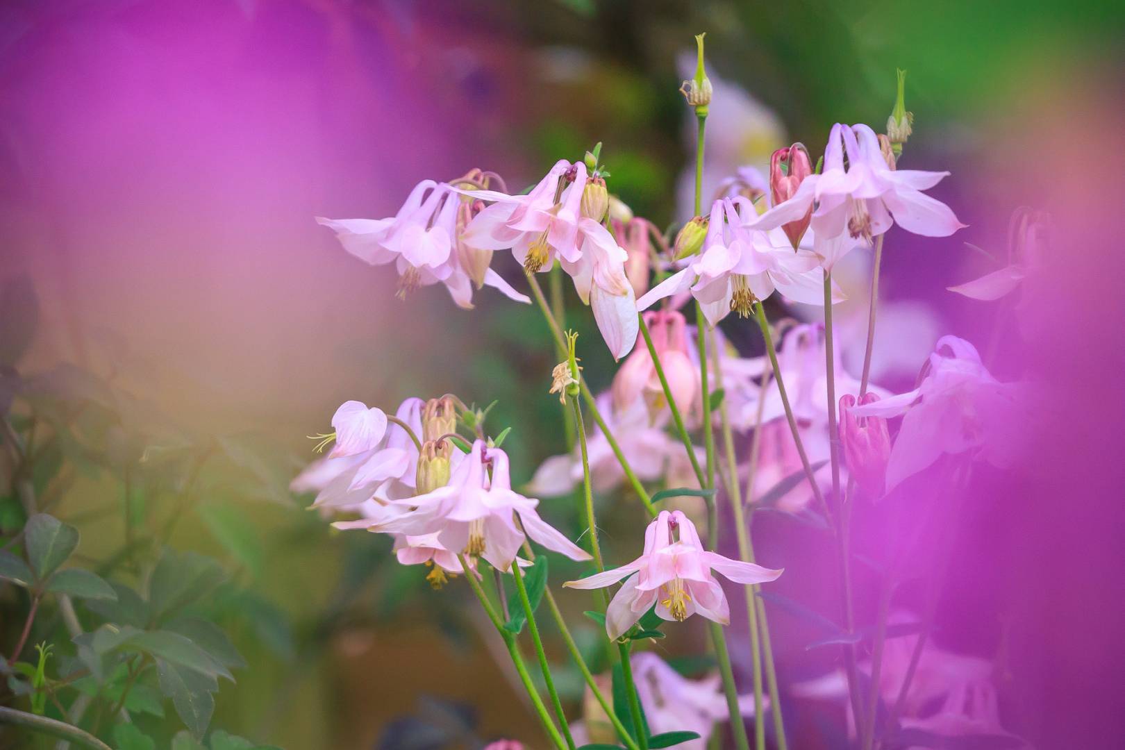 Realisaties - Flower & Bees