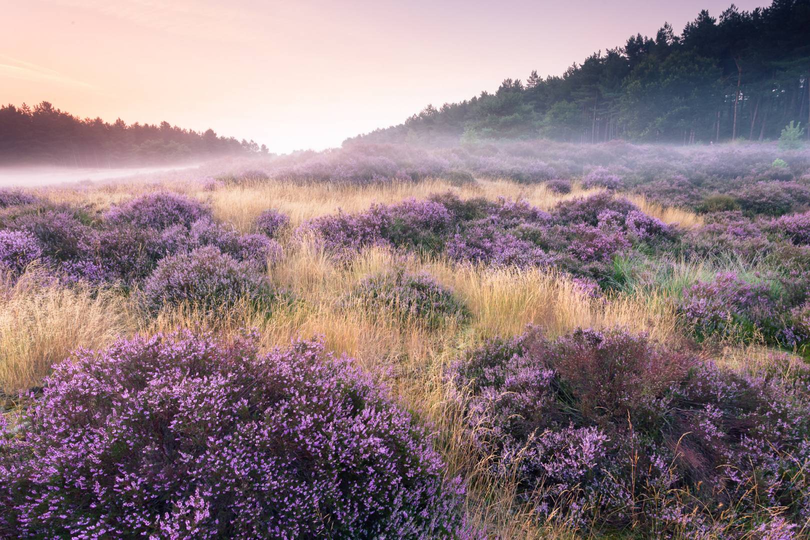 Inspiratie - bloemrijke natuur