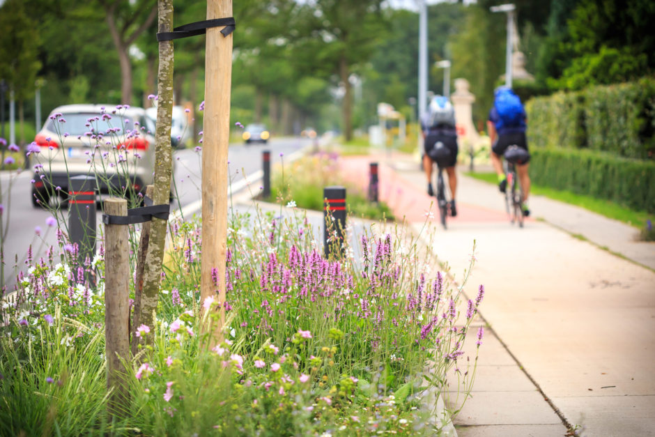 Publieke aanplant Wuustwezel